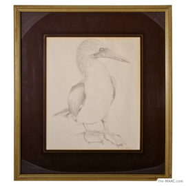 Pelican Pencil Drawing