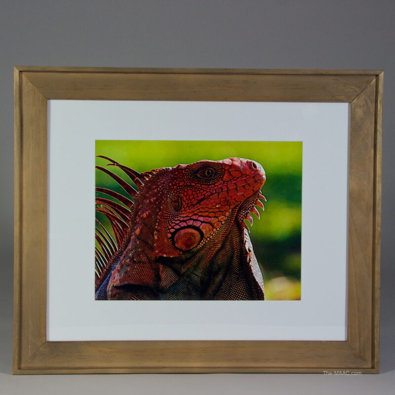 Fine Art Photograph of Iguana