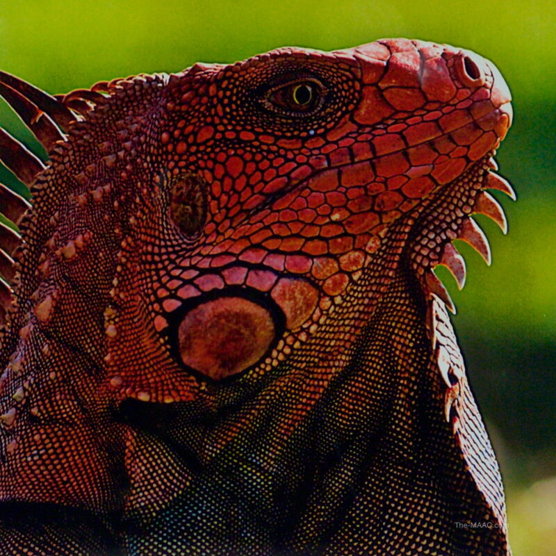 Fine Art Photograph of Iguana - Image 2