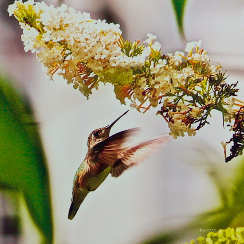 "Nature's Tiny Miracle"