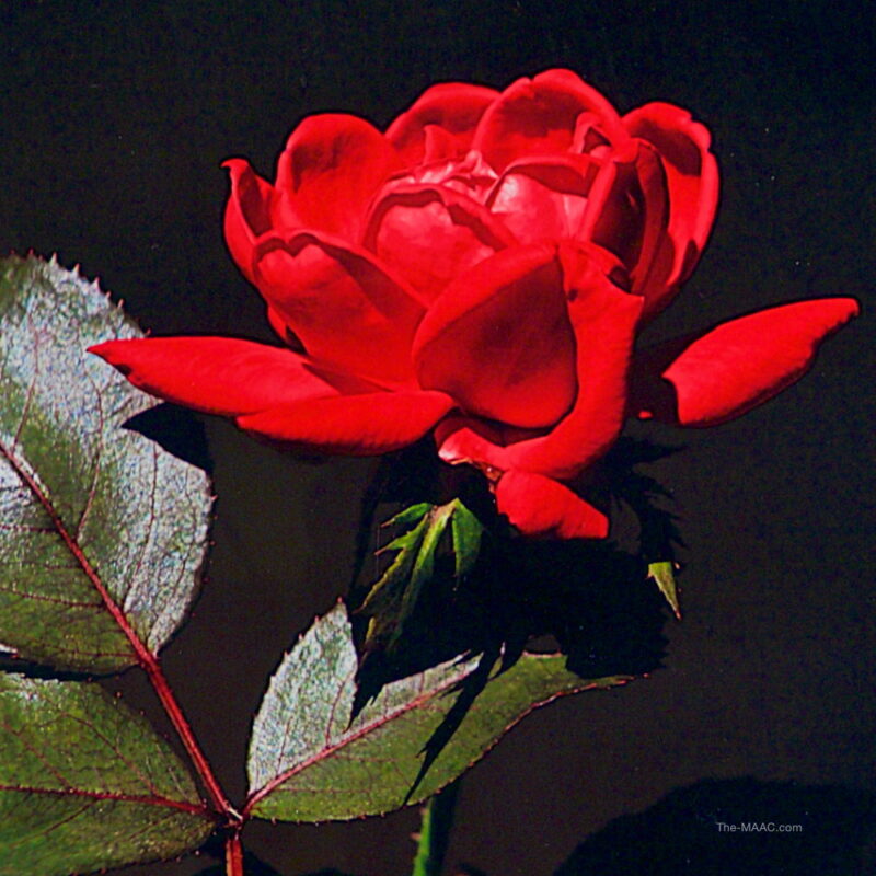 Fine Art Photograph of a Rose - Image 2