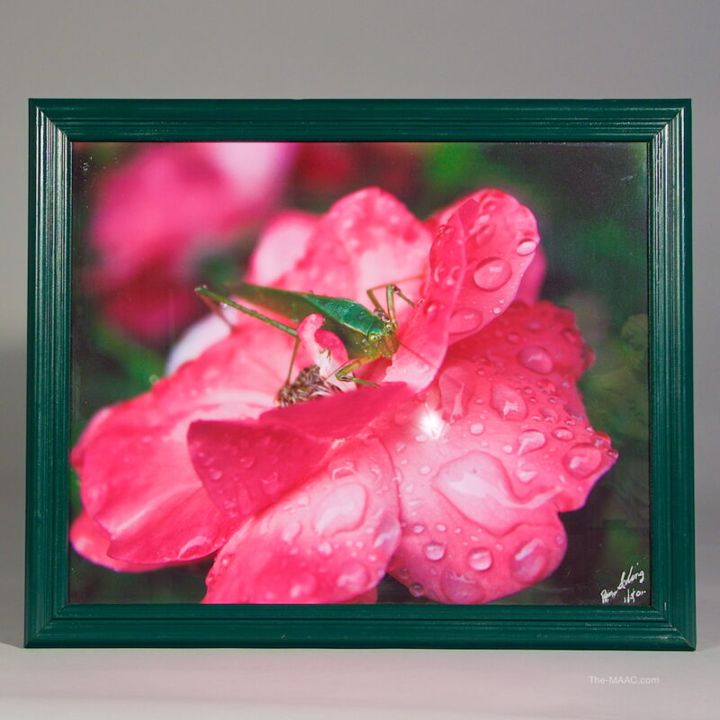Fine Art Photograph Insect on Rose - Image 2