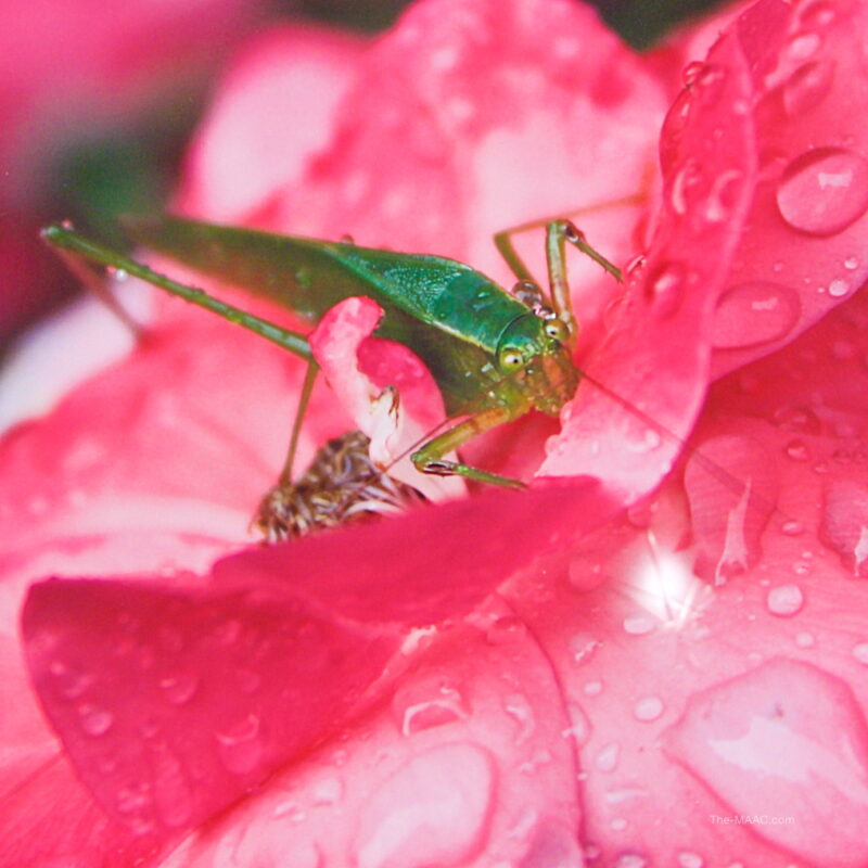 Fine Art Photograph Insect on Rose