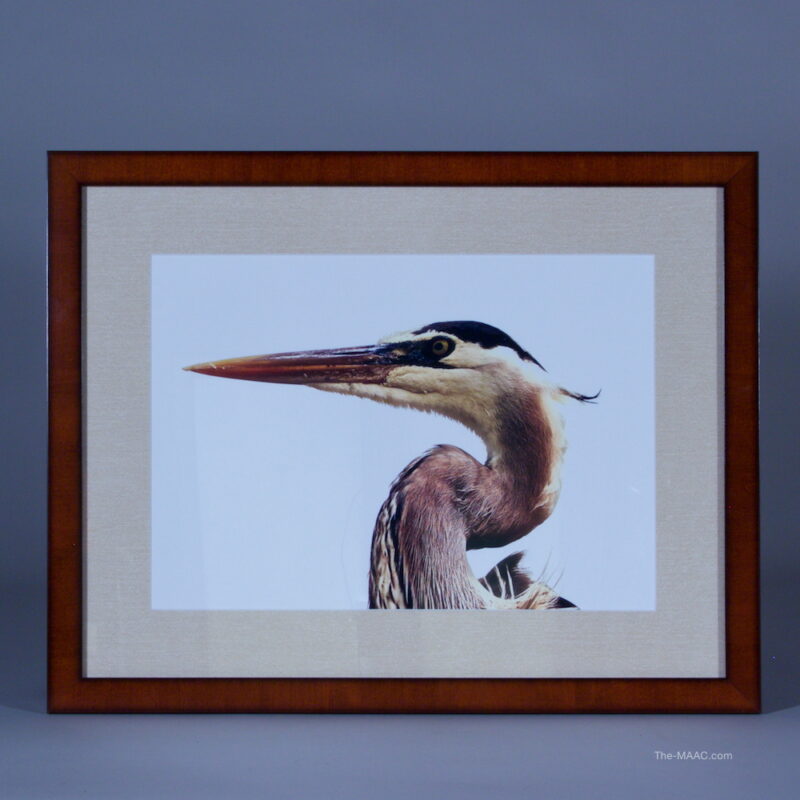 Great Blue Heron Framed Photograph